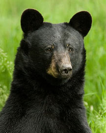 photo of a bear